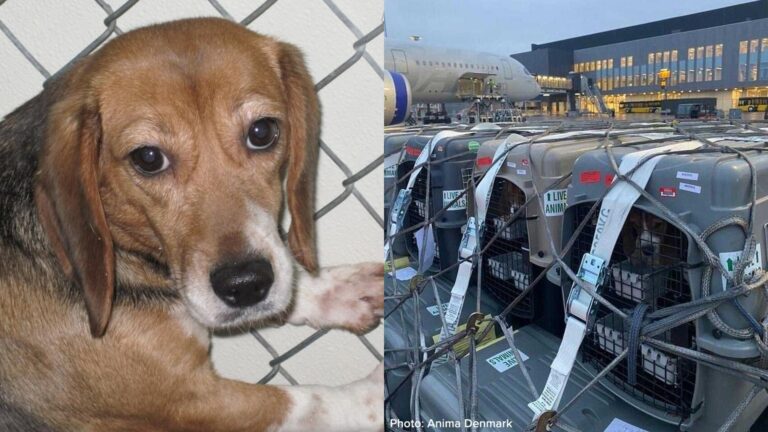 beagles for experiments