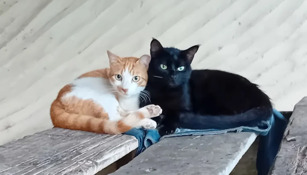 Simply Red, a three-legged cat rescued on Mafia Island, resting beside his friend Nyeusi, a black cat