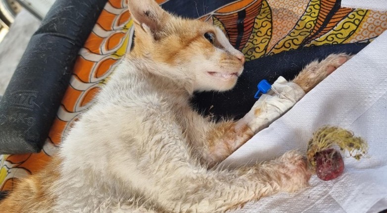 Simply Red, the three-legged cat, sedated before surgery with twine still wrapped around his injured front paw